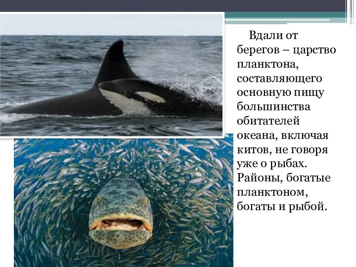 Вдали от берегов – царство планктона, составляющего основную пищу большинства обитателей