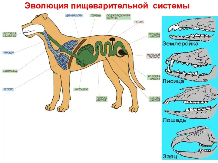 Эволюция пищеварительной системы