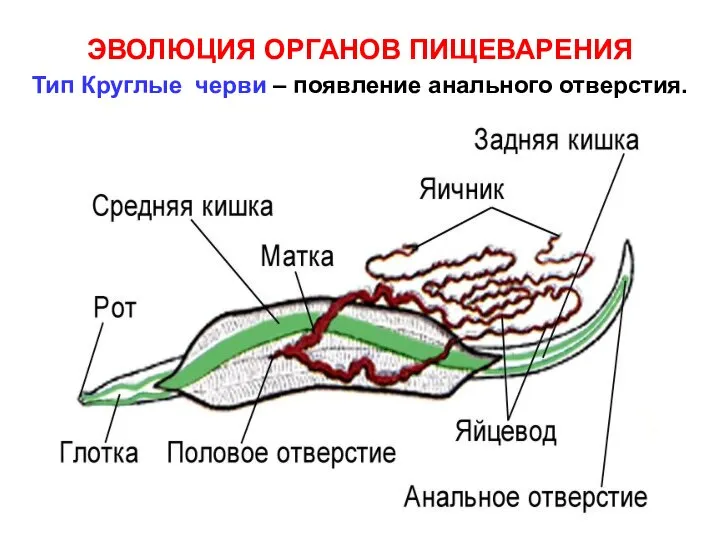 ЭВОЛЮЦИЯ ОРГАНОВ ПИЩЕВАРЕНИЯ Тип Круглые черви – появление анального отверстия.