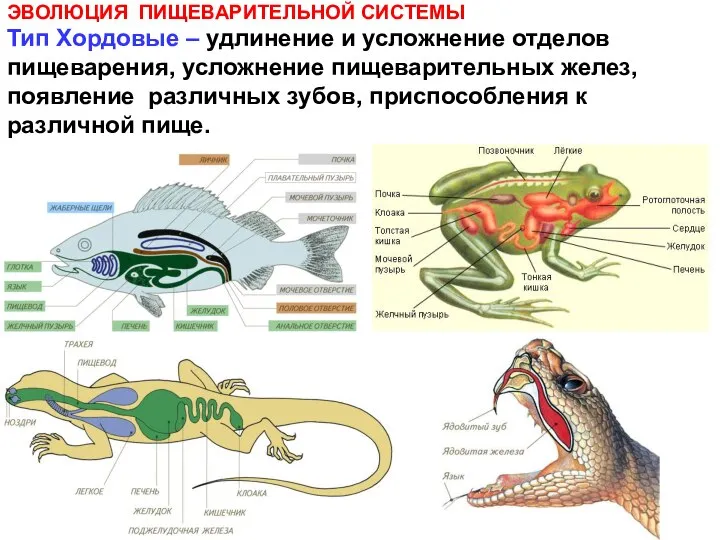 ЭВОЛЮЦИЯ ПИЩЕВАРИТЕЛЬНОЙ СИСТЕМЫ Тип Хордовые – удлинение и усложнение отделов пищеварения,