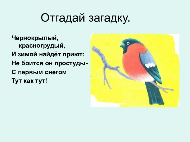 Отгадай загадку. Чернокрылый, красногрудый, И зимой найдёт приют: Не боится он