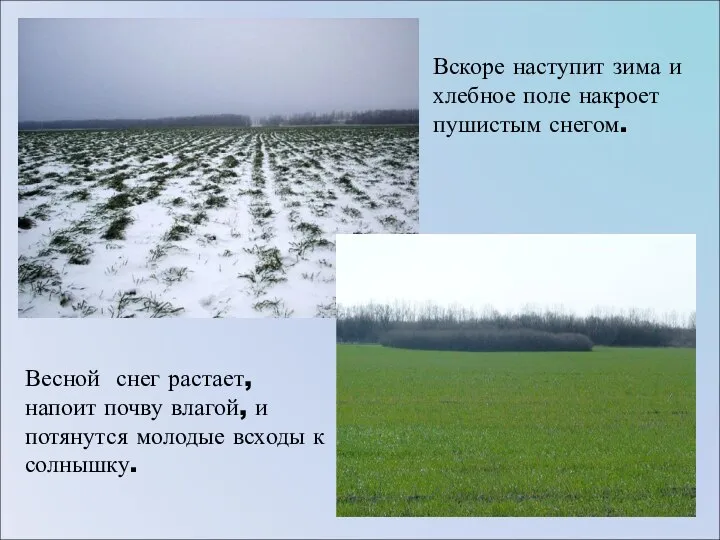 Вскоре наступит зима и хлебное поле накроет пушистым снегом. Весной снег