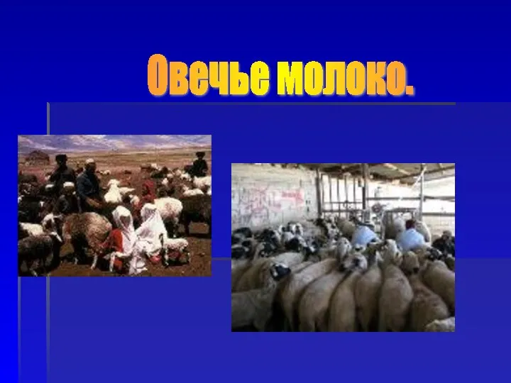 Овечье молоко.