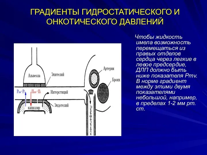 ГРАДИЕНТЫ ГИДРОСТАТИЧЕСКОГО И ОНКОТИЧЕСКОГО ДАВЛЕНИЙ Чтобы жидкость имела возможность перемещаться из