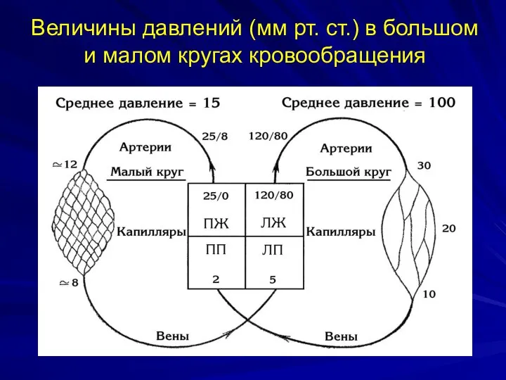 Величины давлений (мм рт. ст.) в большом и малом кругах кровообращения