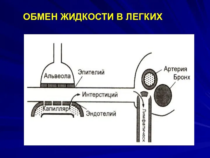 ОБМЕН ЖИДКОСТИ В ЛЕГКИХ