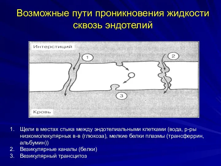 Возможные пути проникновения жидкости сквозь эндотелий Щели в местах стыка между