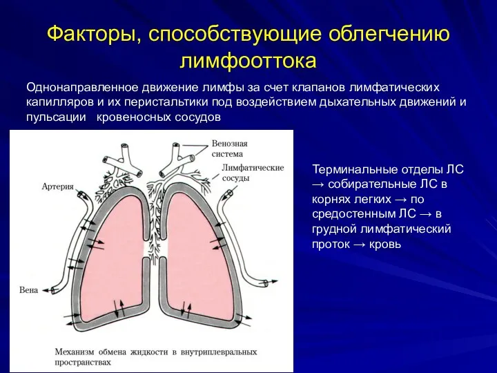 Факторы, способствующие облегчению лимфооттока Однонаправленное движение лимфы за счет клапанов лимфатических