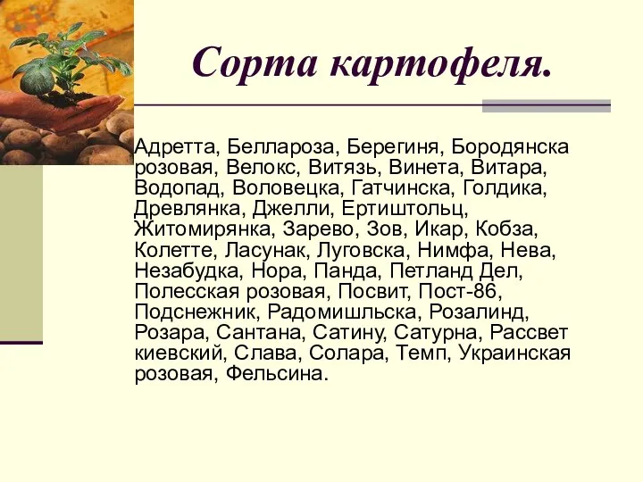 Сорта картофеля. Адретта, Беллароза, Берегиня, Бородянска розовая, Велокс, Витязь, Винета, Витара,