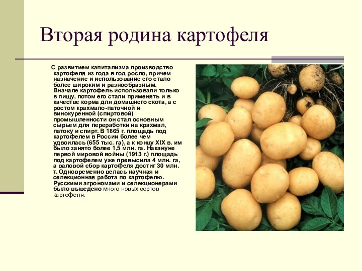Вторая родина картофеля С развитием капитализма производство картофеля из года в