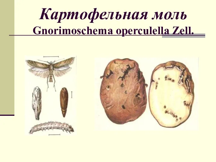 Картофельная моль Gnorimoschema operculella Zell.