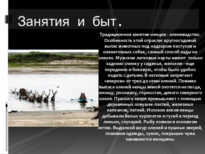 Традиционное занятие ненцев - оленеводство. Особенность этой отрасли: круглогодовой выпас животных