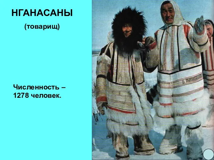 НГАНАСАНЫ (товарищ) Численность – 1278 человек.