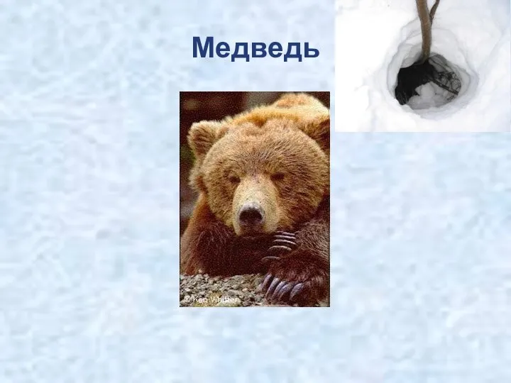 Медведь