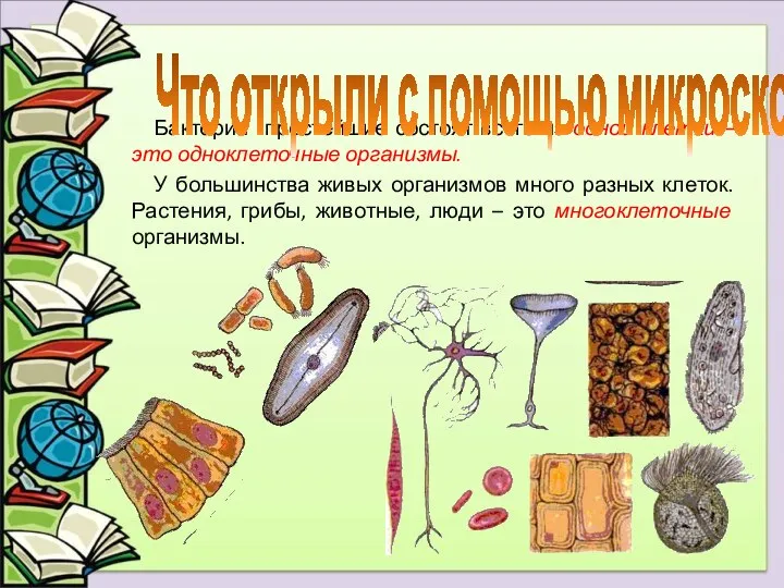 Бактерии простейшие состоят всего из одной клетки – это одноклеточные организмы.