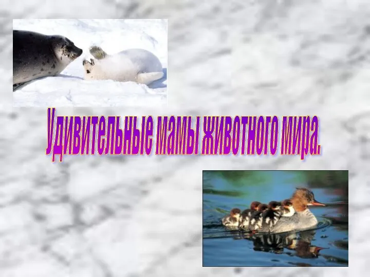 Удивительные мамы животного мира.