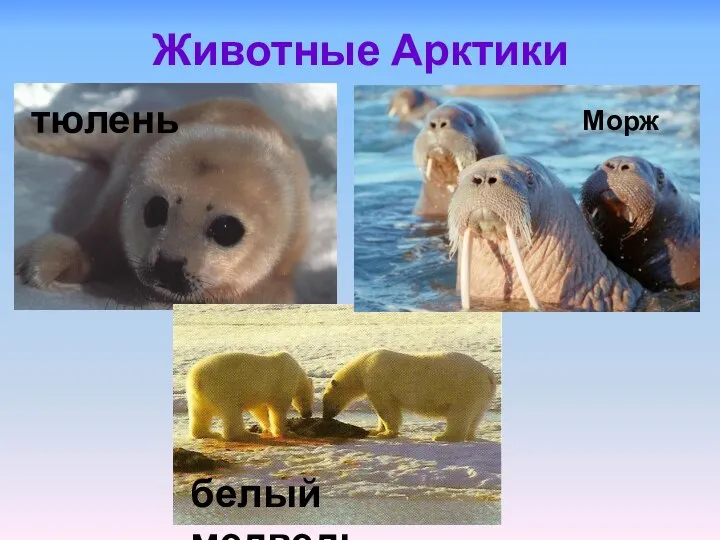 Животные Арктики Морж