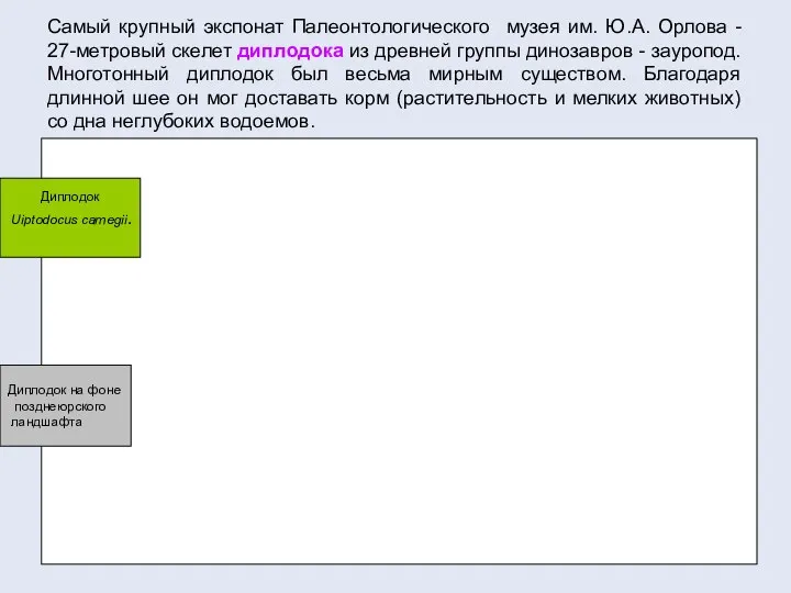 Самый крупный экспонат Палеонтологического музея им. Ю.А. Орлова - 27-метровый скелет