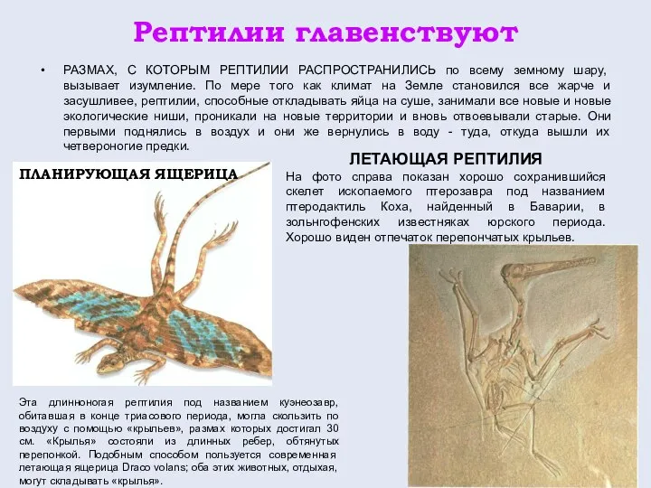 Рептилии главенствуют РАЗМАХ, С КОТОРЫМ РЕПТИЛИИ РАСПРОСТРАНИЛИСЬ по всему земному шару,