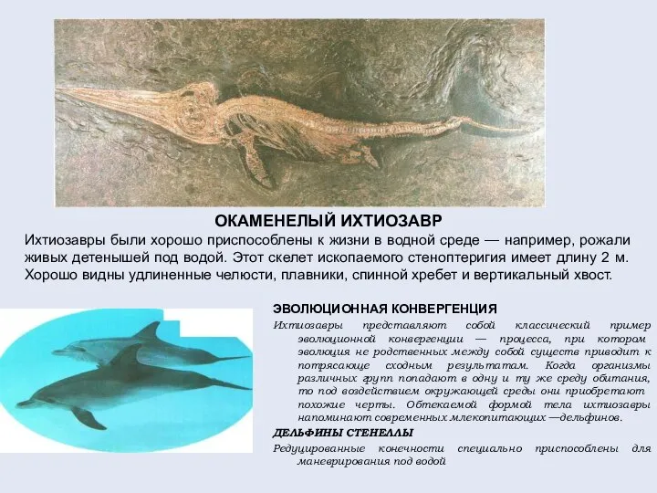 ОКАМЕНЕЛЫЙ ИХТИОЗАВР Ихтиозавры были хорошо приспособлены к жизни в водной среде