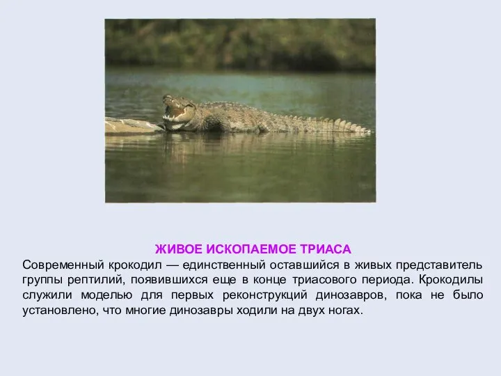 ЖИВОЕ ИСКОПАЕМОЕ ТРИАСА Современный крокодил — единственный оставшийся в живых представитель