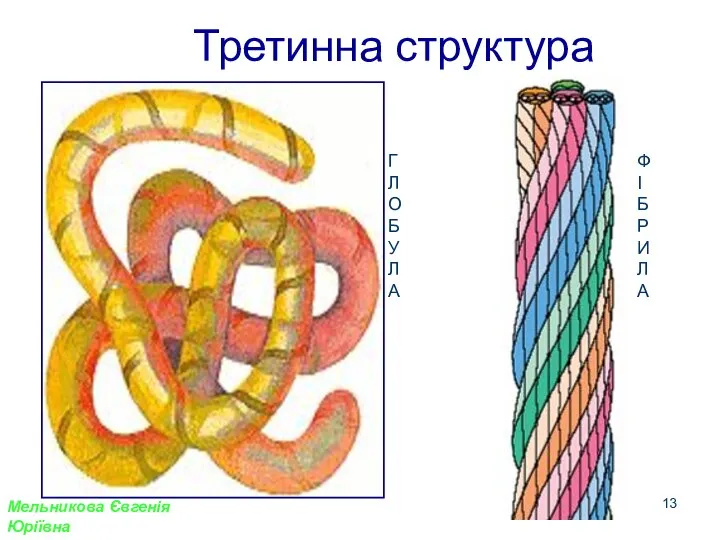 Третинна структура Г Л О Б У Л А Ф І