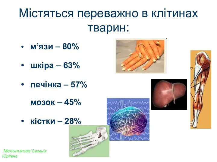 Мельникова Євгенія Юріївна Містяться переважно в клітинах тварин: м’язи – 80%