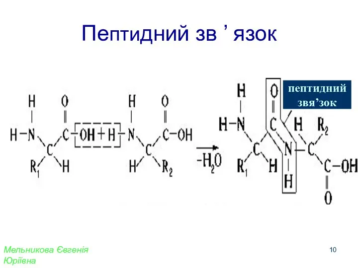 Пептидний зв ’ язок пептидний звя’зок Мельникова Євгенія Юріївна