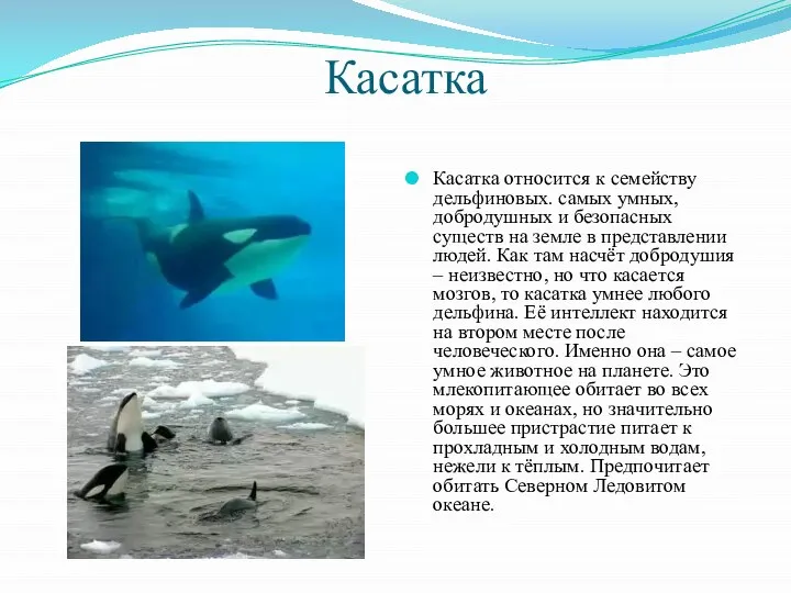 Касатка Касатка относится к семейству дельфиновых. самых умных, добродушных и безопасных