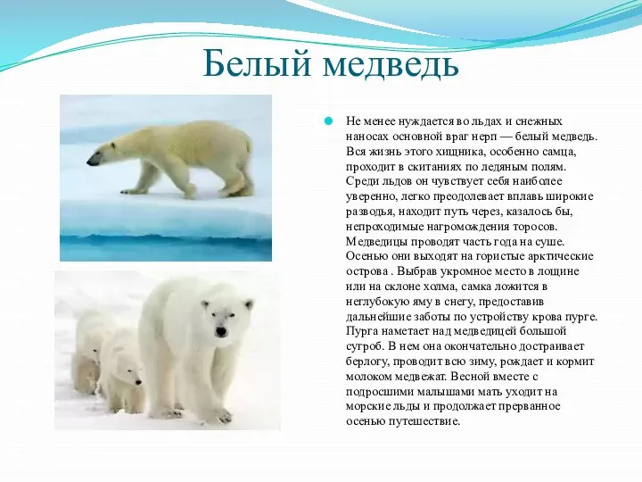 Белый медведь Не менее нуждается во льдах и снежных наносах основной