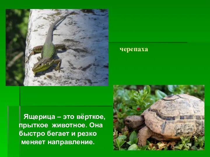 черепаха Ящерица – это вёрткое, прыткое животное. Она быстро бегает и резко меняет направление.