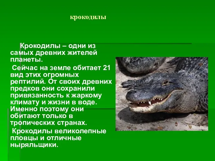 крокодилы Крокодилы – одни из самых древних жителей планеты. Сейчас на