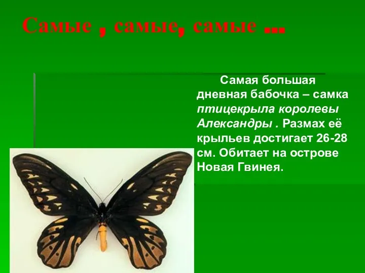 Самые , самые, самые … Самая большая дневная бабочка – самка