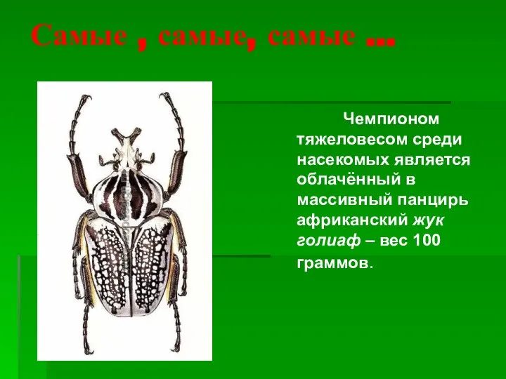 Самые , самые, самые … Чемпионом тяжеловесом среди насекомых является облачённый