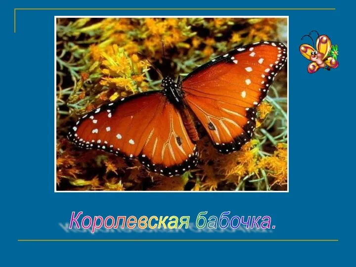 Королевская бабочка.