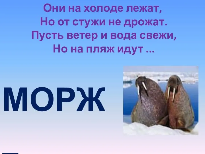 Они на холоде лежат, Но от стужи не дрожат. Пусть ветер