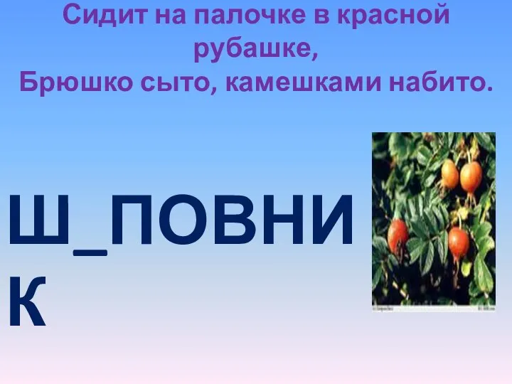 Сидит на палочке в красной рубашке, Брюшко сыто, камешками набито. Ш_ПОВНИК И