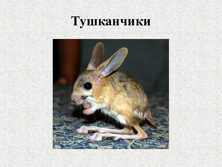 Тушканчики