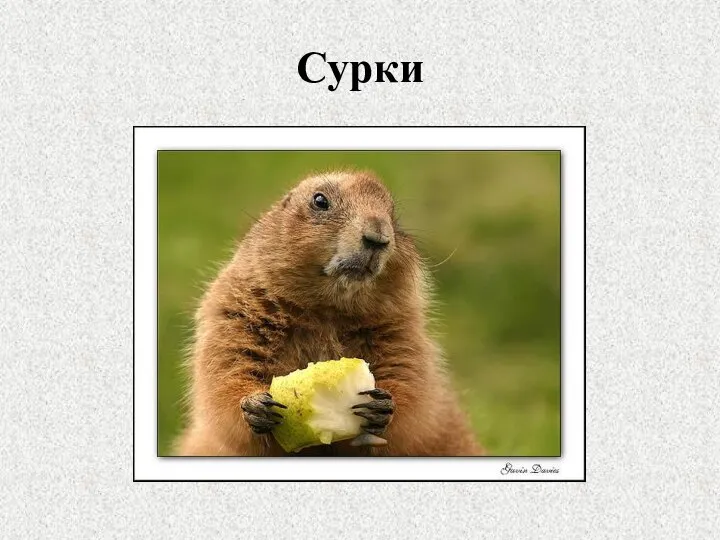 Сурки