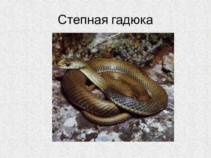 Степная гадюка