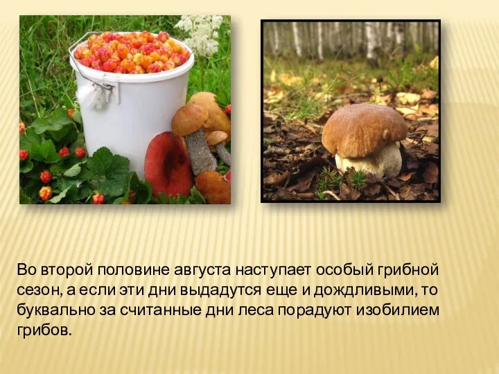 Во второй половине августа наступает особый грибной сезон, а если эти