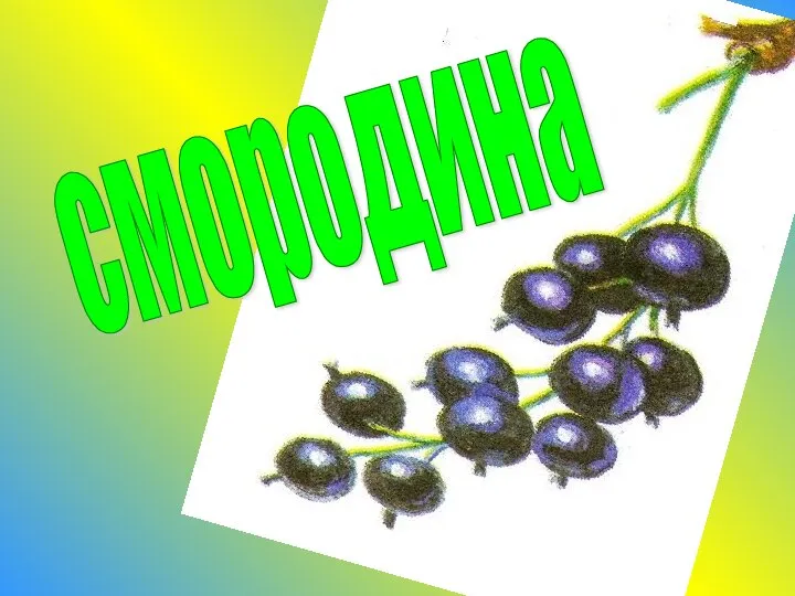 смородина