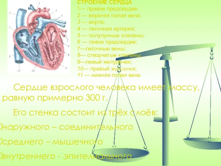 Сердце взрослого человека имеет массу, равную примерно 300 г. Его стенка