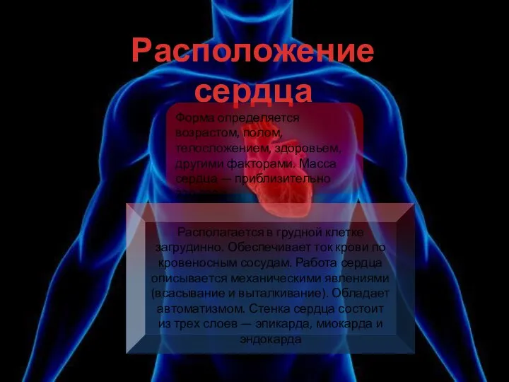 Располагается в грудной клетке загрудинно. Обеспечивает ток крови по кровеносным сосудам.