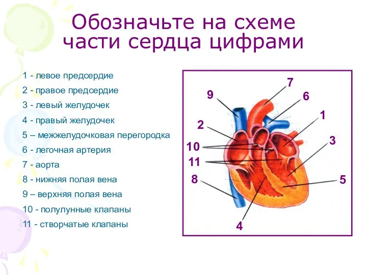 Обозначьте на схеме части сердца цифрами 1 - левое предсердие 2