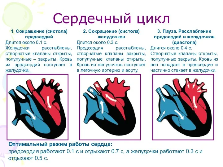 Сердечный цикл 1. Сокращение (систола) предсердий Длится около 0.1 с. Желудочки
