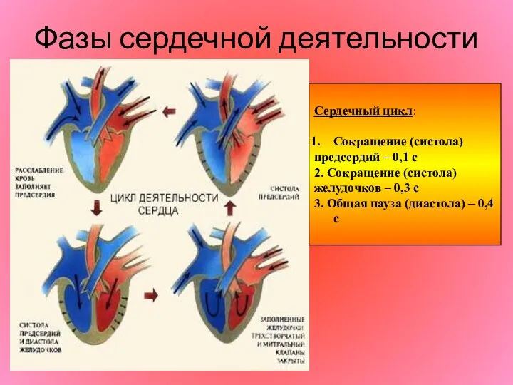 Фазы сердечной деятельности Сердечный цикл: Сокращение (систола) предсердий – 0,1 с