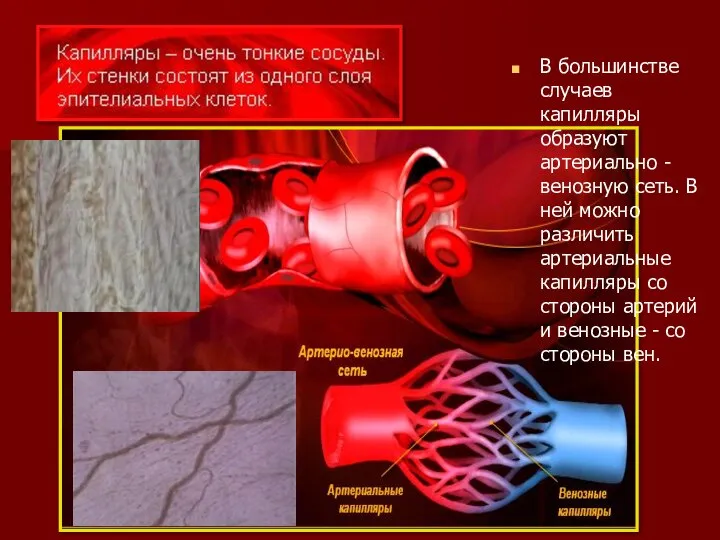 В большинстве случаев капилляры образуют артериально - венозную сеть. В ней