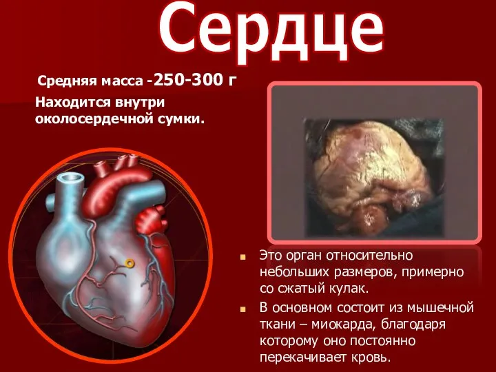 Средняя масса -250-300 г Находится внутри околосердечной сумки. Это орган относительно