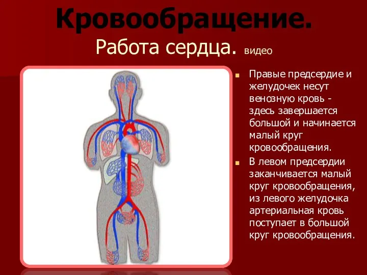 Работа сердца. видео Правые предсердие и желудочек несут венозную кровь -